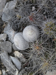 Epithelantha unguispina
