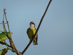 Coereba flaveola caboti