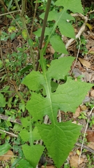 Lactuca floridana