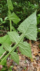 Lactuca floridana
