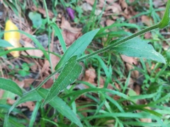 Erigeron veracruzensis