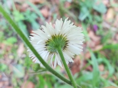 Erigeron veracruzensis