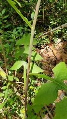 Lactuca floridana