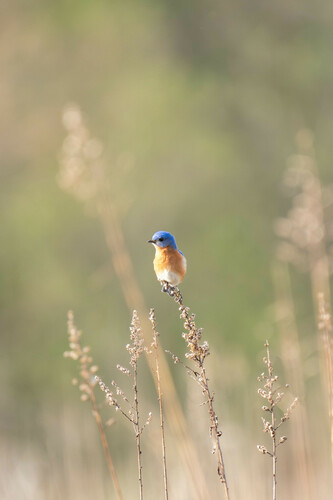 Eastern Bluebird photographed in Iowa