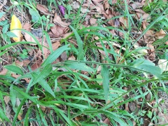 Erigeron veracruzensis