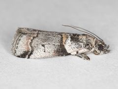 Acrobasis tricolorella