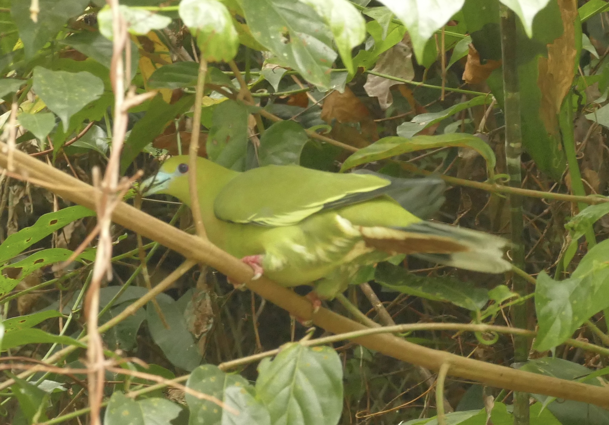 Pin-tailed Green Pigeon (Treron apicauda), photo 9