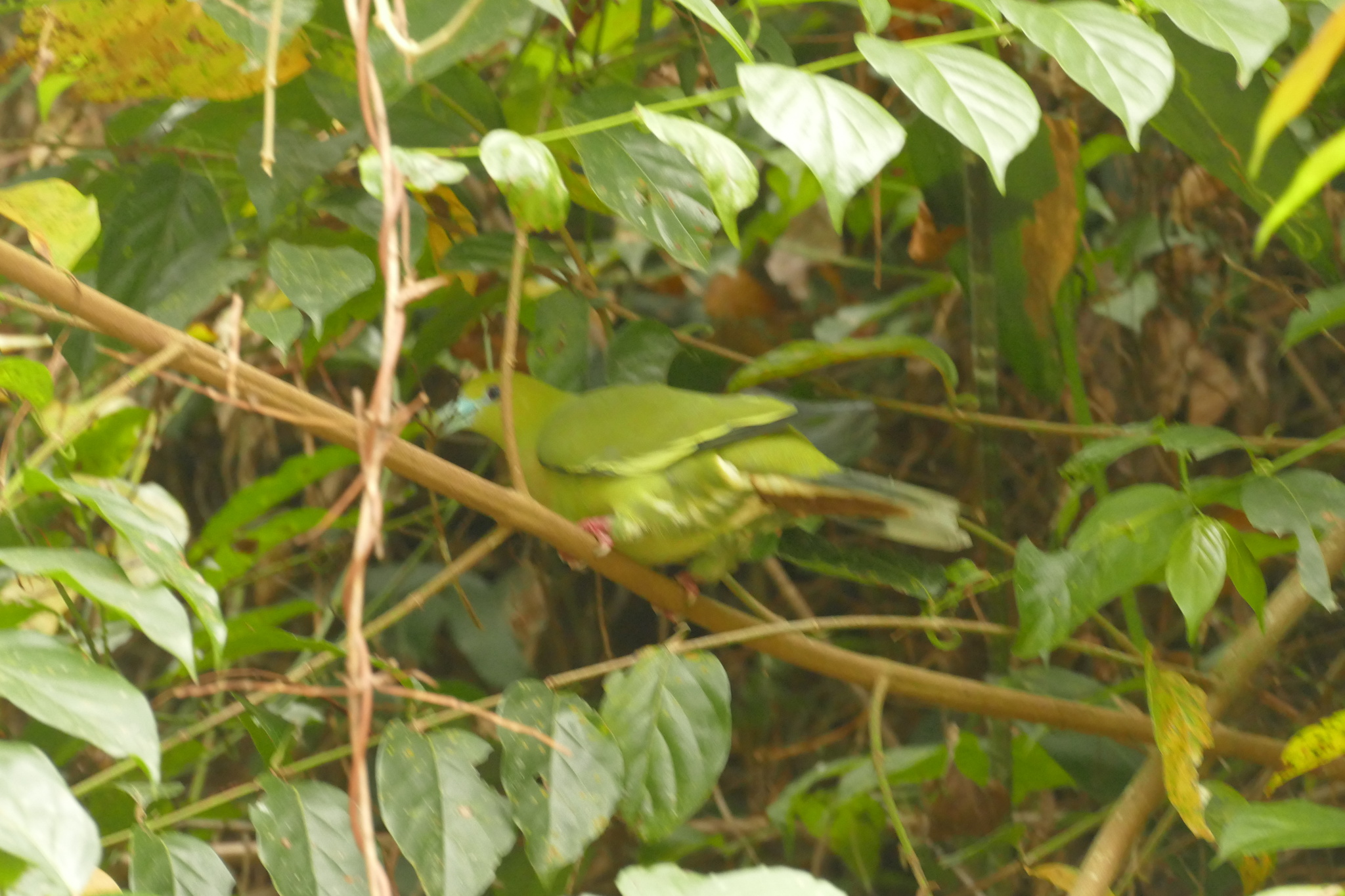 Pin-tailed Green Pigeon (Treron apicauda), photo 10