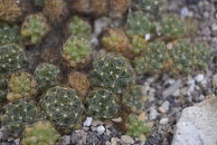Mammillaria surculosa