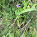 Triodanis perfoliata perfoliata - Photo (c) ghanna,  זכויות יוצרים חלקיות (CC BY-NC)