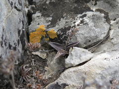 Lenophyllum guttatum