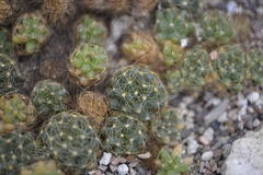 Mammillaria surculosa