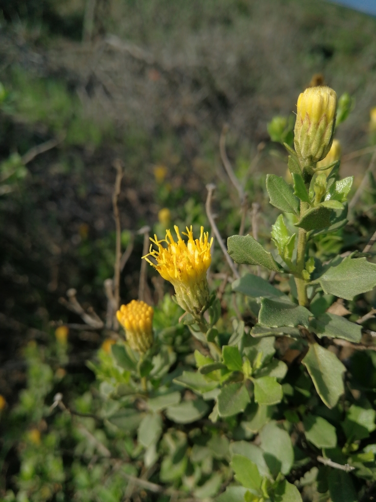 Karoo Draaibos