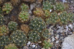 Mammillaria surculosa