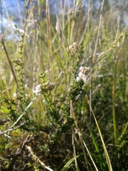 Acantholippia seriphioides