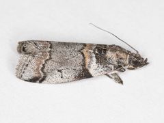 Acrobasis tricolorella