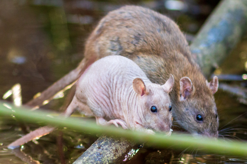 Rattus norvegicus