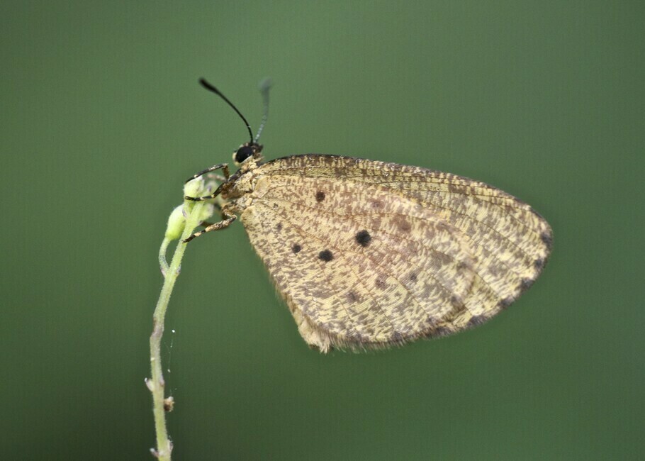 Pentila umangiana