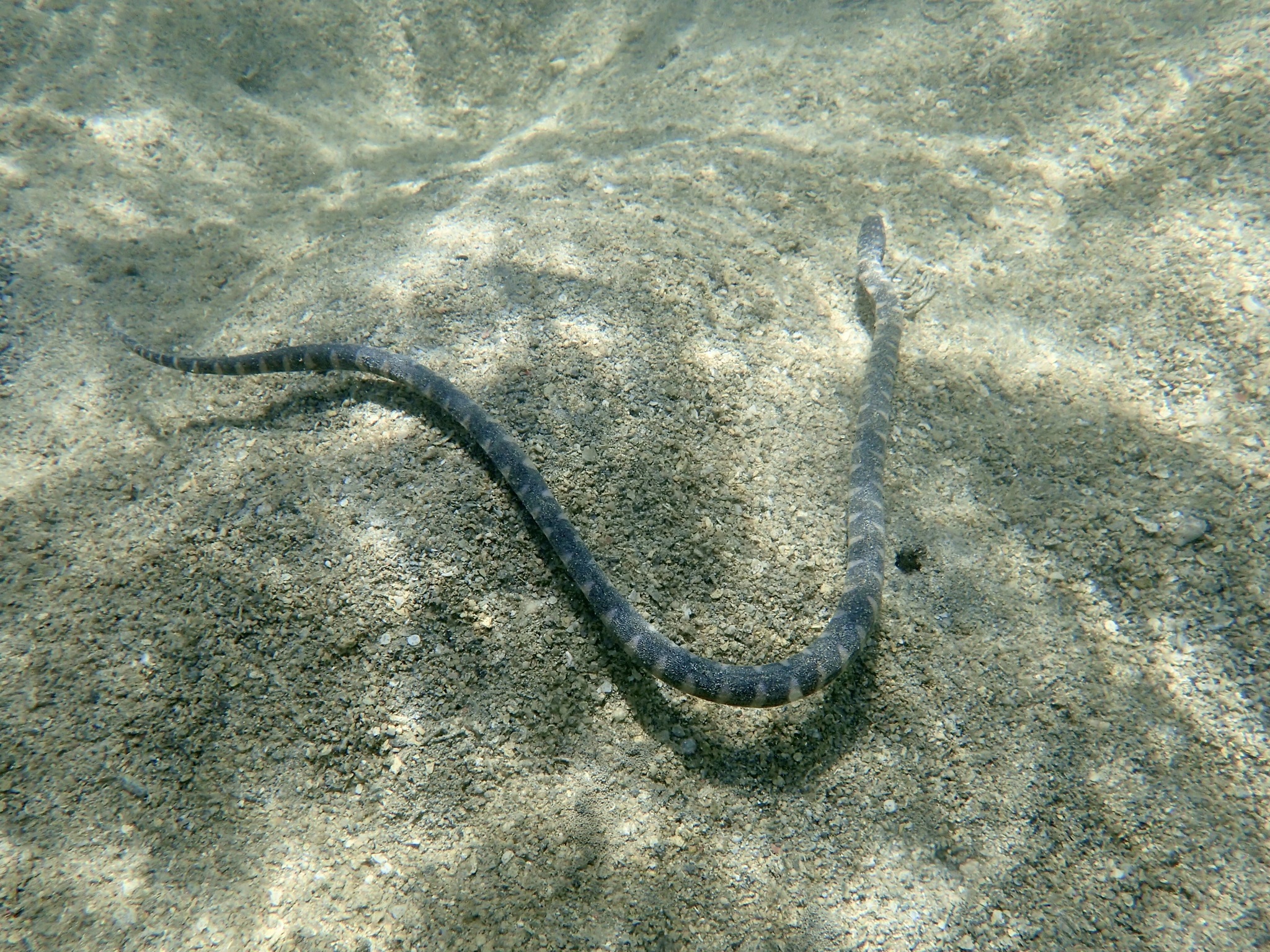Acrochordus granulatus (Schneider, 1799)