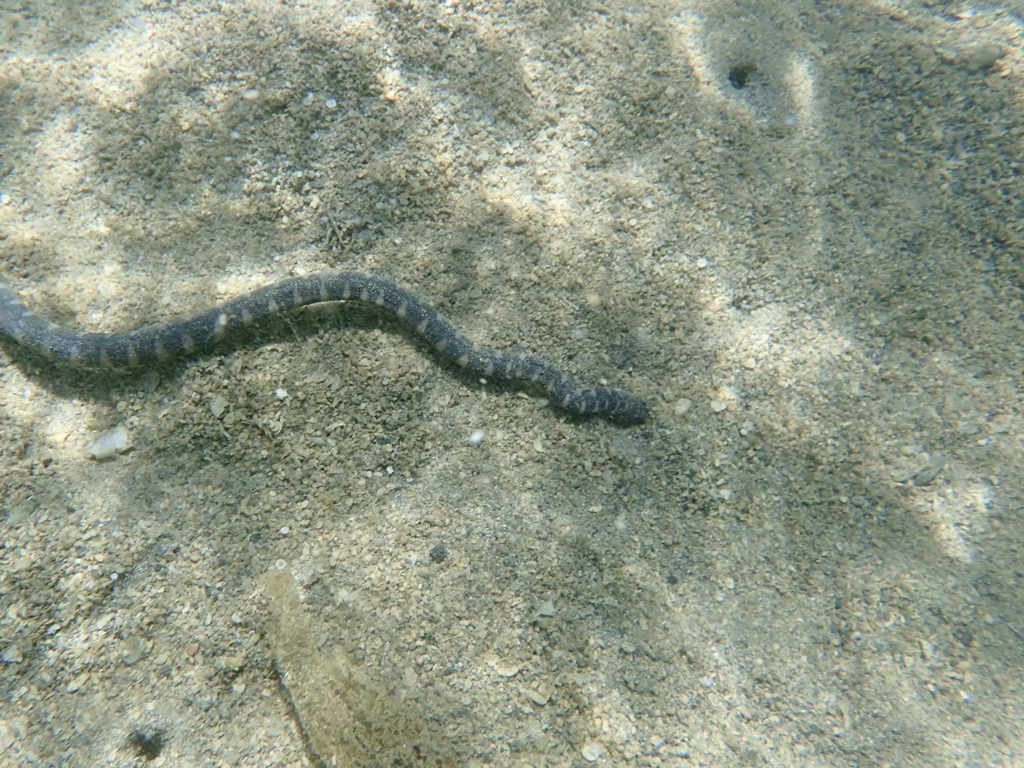 Acrochordus granulatus (Schneider, 1799)