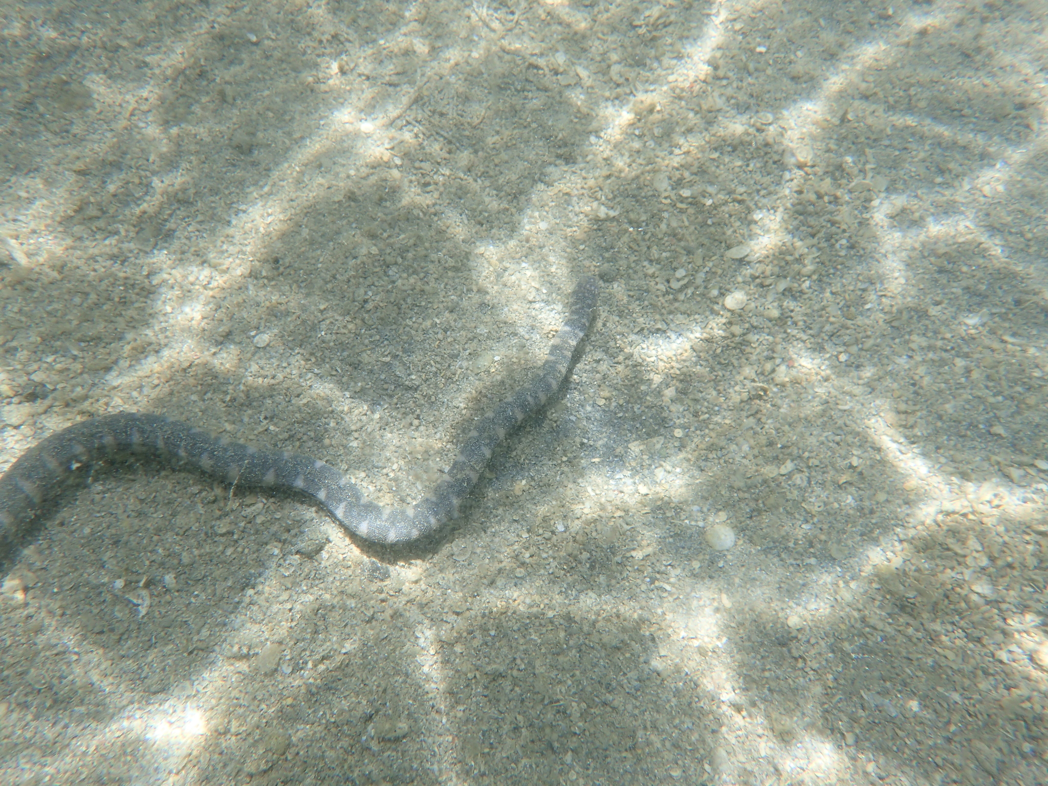 Acrochordus granulatus (Schneider, 1799)