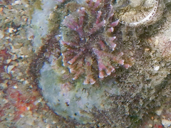 Thylacodes adamsii