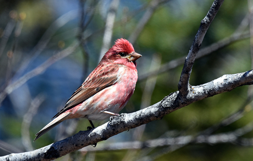 Purple Finch