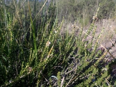 Acantholippia seriphioides