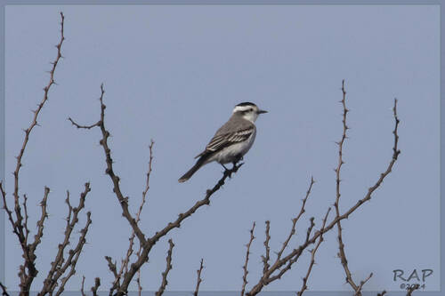 Black-crowned Monjita (Neoxolmis coronatus), photo 3