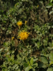 Pegolettia baccaridifolia