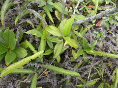 Hedyosmum bonplandianum
