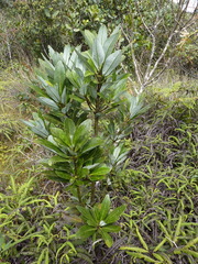 Drimys granadensis