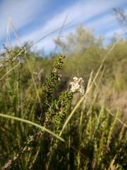 Acantholippia seriphioides
