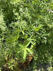 Aralia (Acanthopanax)
