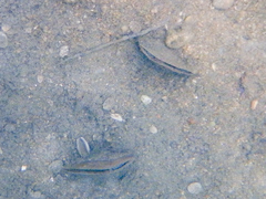 Pinnidae