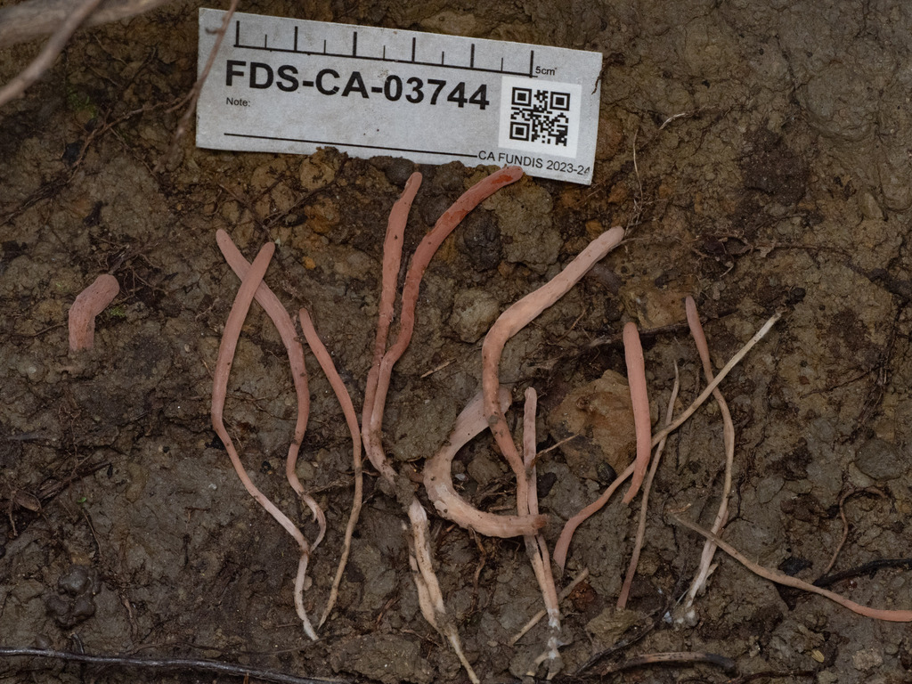 Clavaria sp. 'CA11'