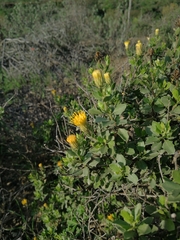 Pegolettia baccaridifolia