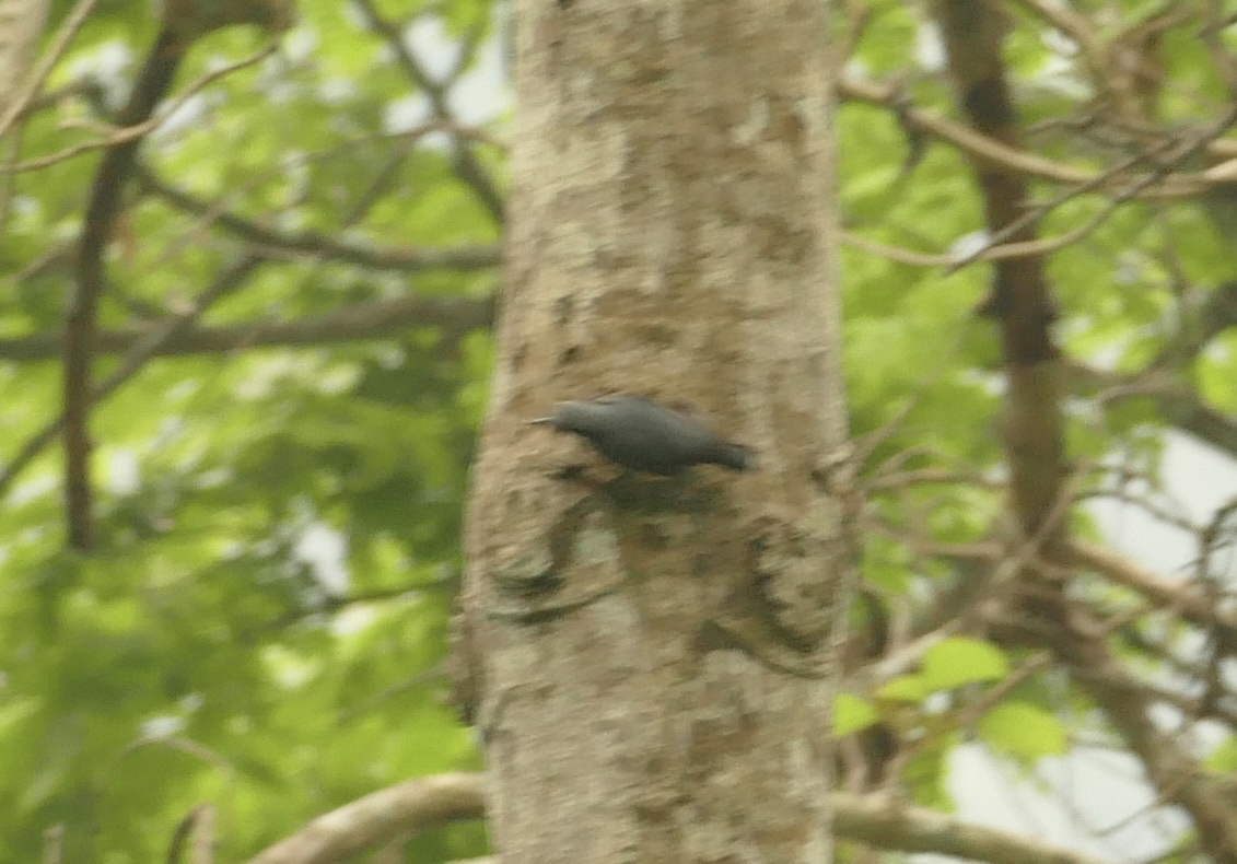 Chestnut-bellied Nuthatch