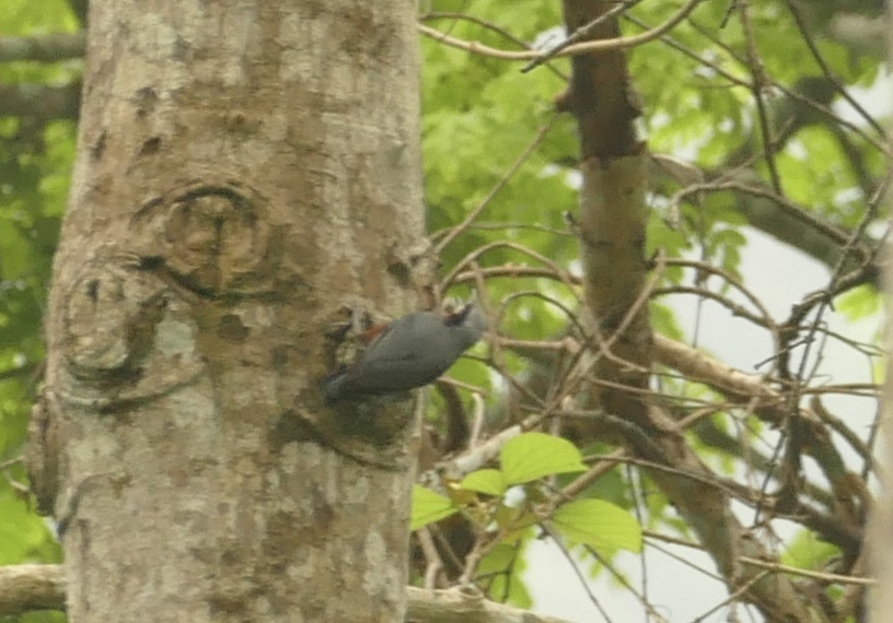Chestnut-bellied Nuthatch