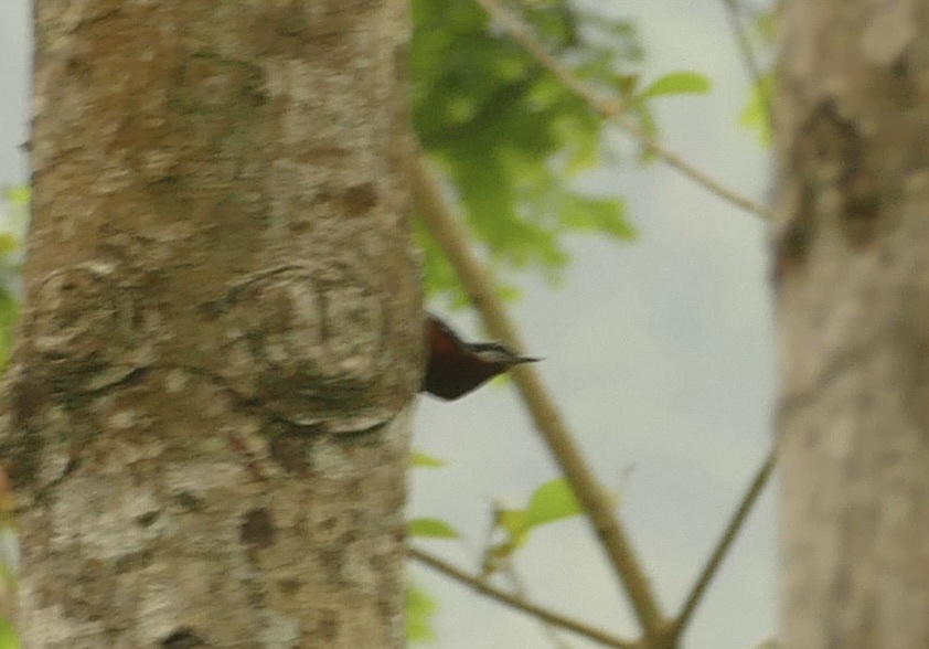 Chestnut-bellied Nuthatch