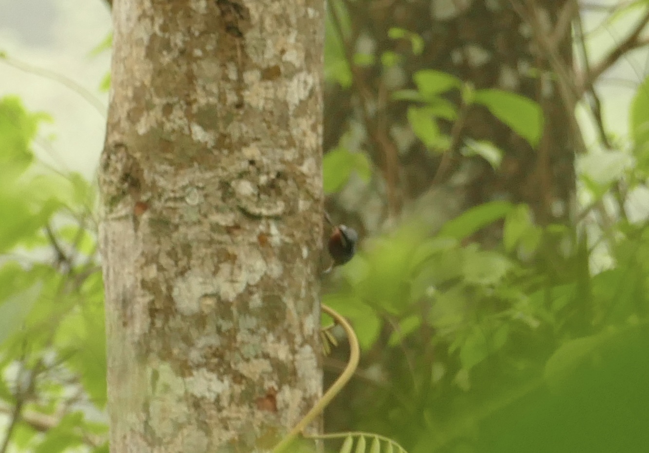 Chestnut-bellied Nuthatch