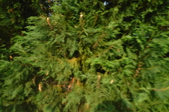 Juniperus