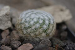 Mammillaria humboldtii