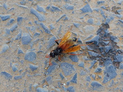 Tachypompilus ignitus