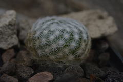 Mammillaria humboldtii