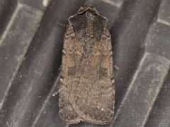 Parabagrotis insularis