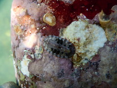 Pilosabia trigona