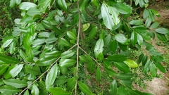 Prunus caroliniana