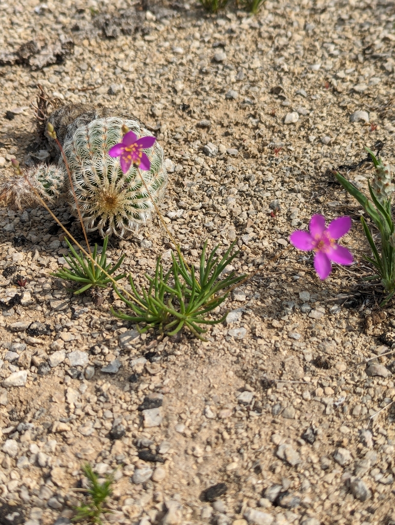 limestone fameflower from Glen Rose, TX 76043, USA on April 26, 2024 at ...