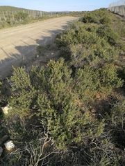 Pegolettia baccaridifolia